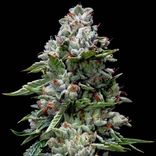 A detailed nug shot of Kosher Kush from DNA Genetics, one of our picks for the best feminized seeds of 2025